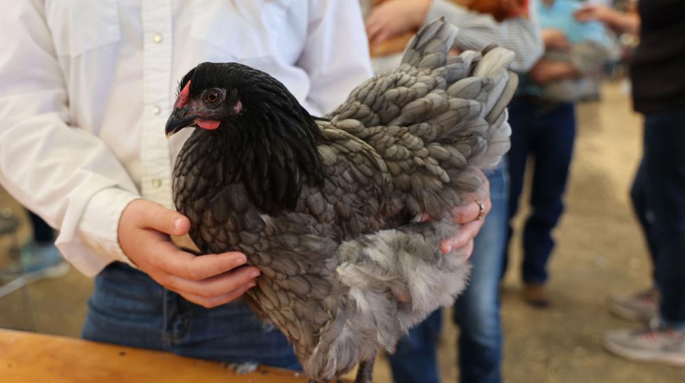 2022 Mississippi State 4-H Poultry Chain contest bird.