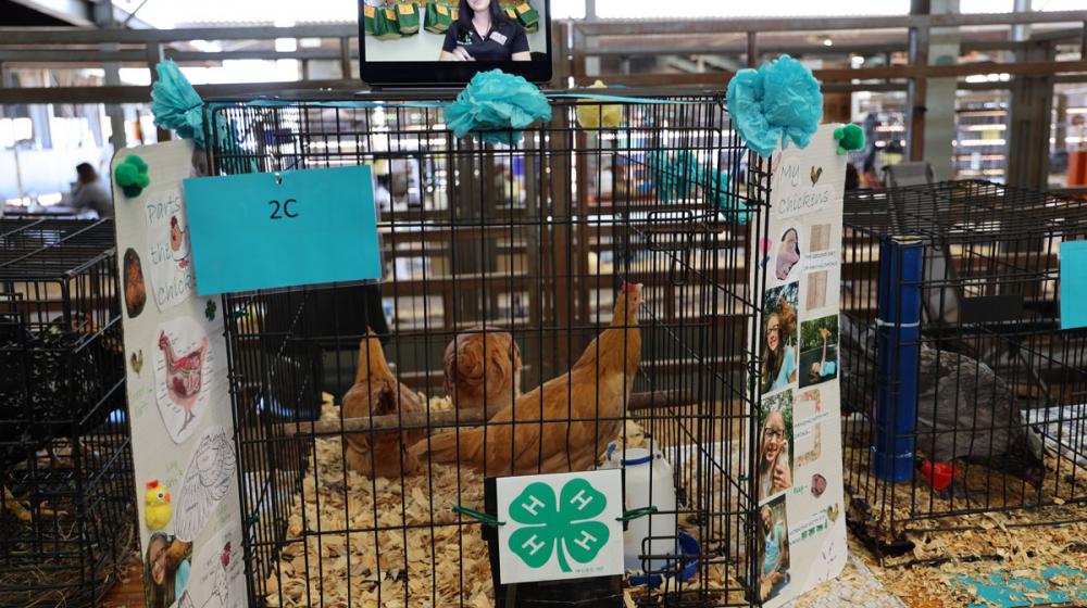 2022 Mississippi State 4-H Poultry Chain exhibition set up.