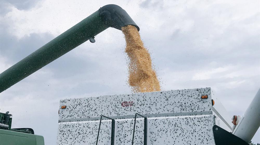 Corn is transferred from a combine to a trailer that will empty it into a grain bin.
