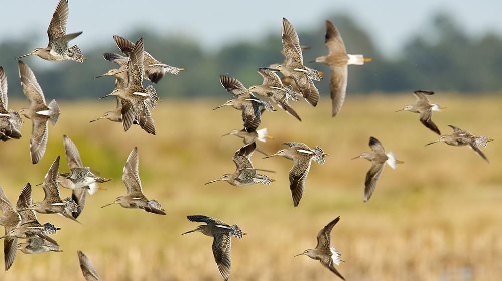 A group of migrating shorebirds soar across a field.