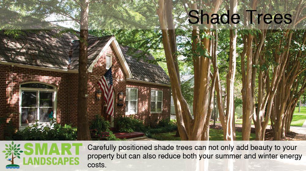 shade trees in front of property