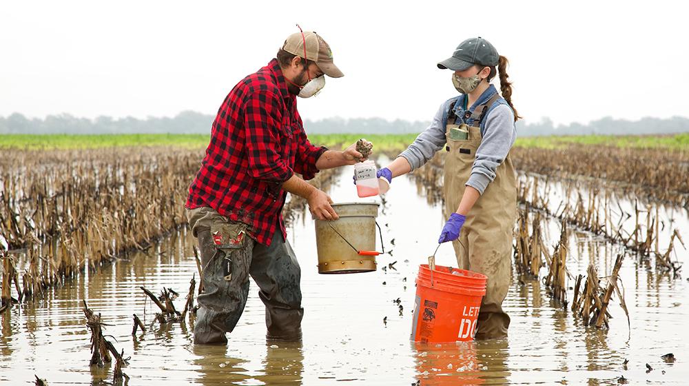 A man and woman, both wearing baseball hats and facemasks while carrying buckets, collect water samples from a flooded corn field. 