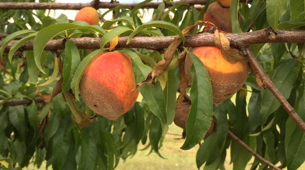Brown rot on peaches.