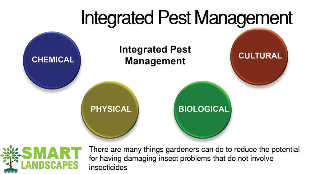 Diagram of the four parts that make up IPM