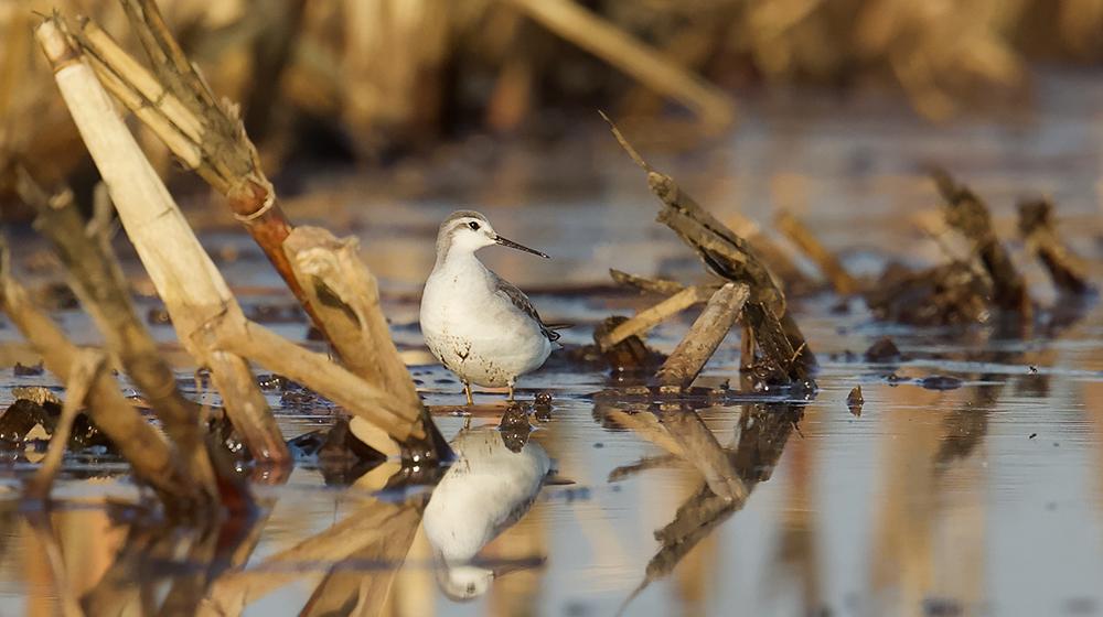 A wetland bird roosts in a recently harvested and flooded corn field.