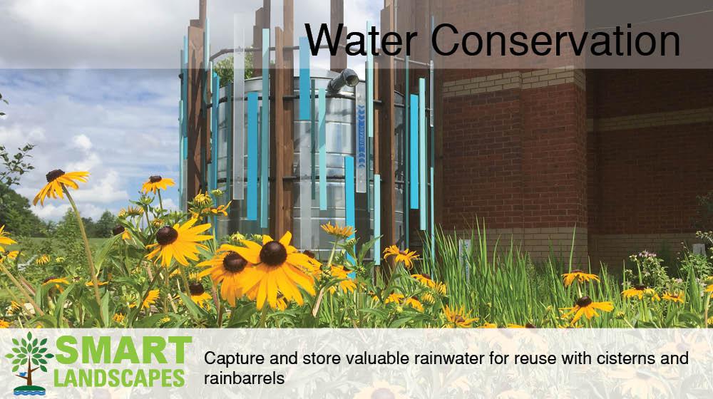 The Rain Garden Is the Smartest Way to Save Water