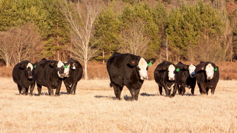 beef cattle black baldy.