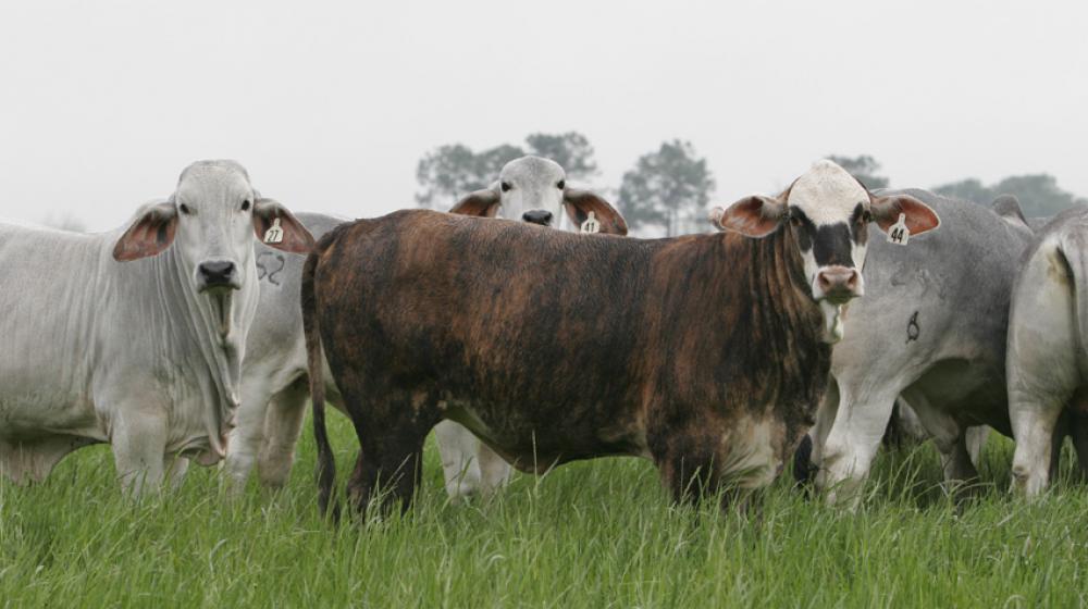 beef cattle Brahman heifer F1.