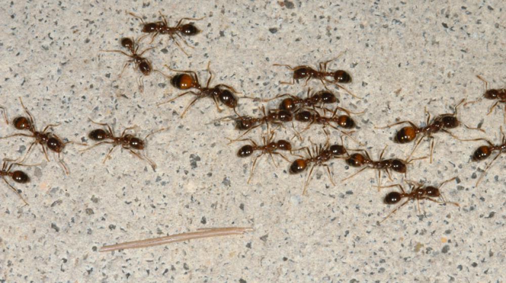 Many fire ants foraging for food.