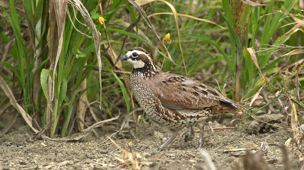 An image of a quail hen.