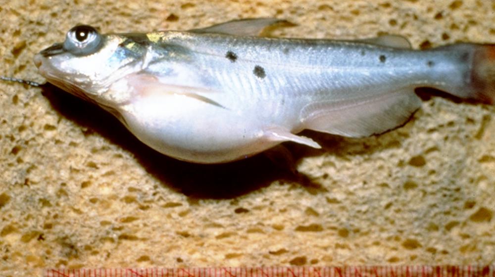 Catfish Disease