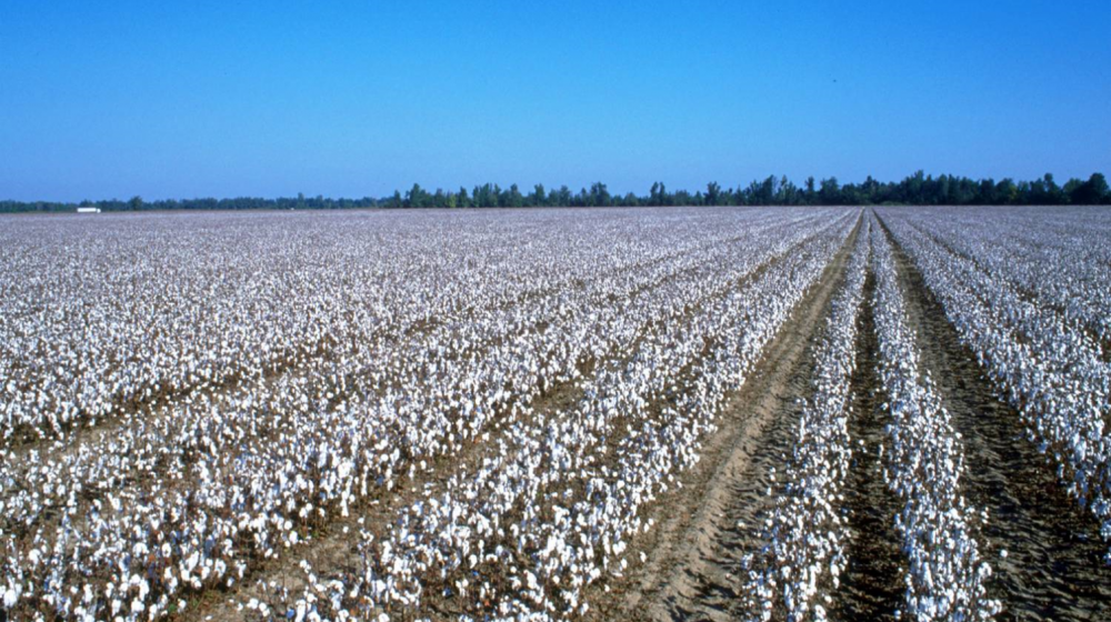 Mississippi Cotton