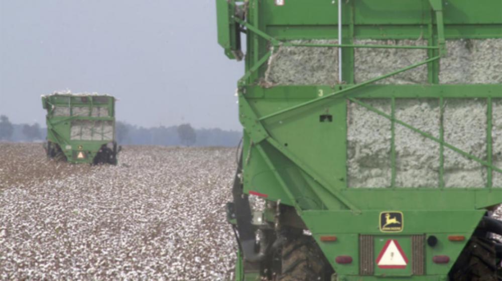 Cotton harvesters in cotton field.