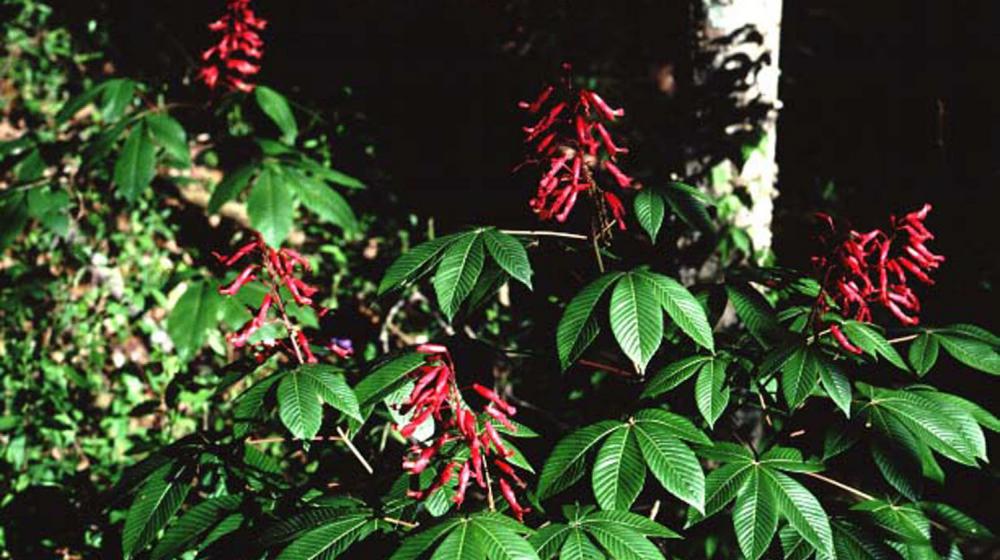 Red flower among green leaves.