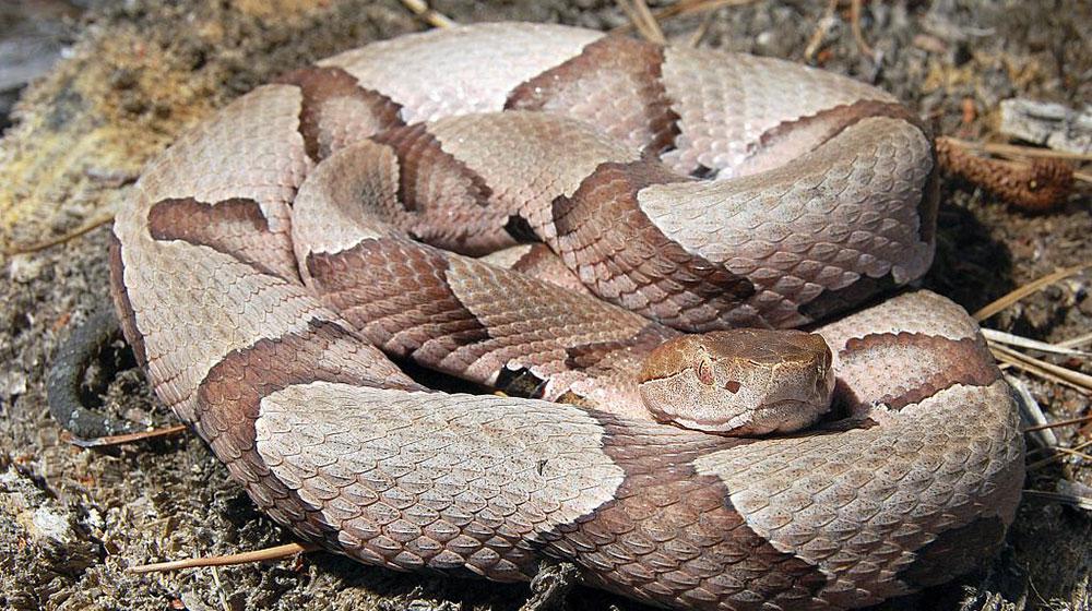 Snake files: Do we really need snakes?