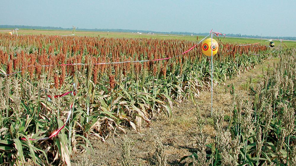 Corn on delta plain.