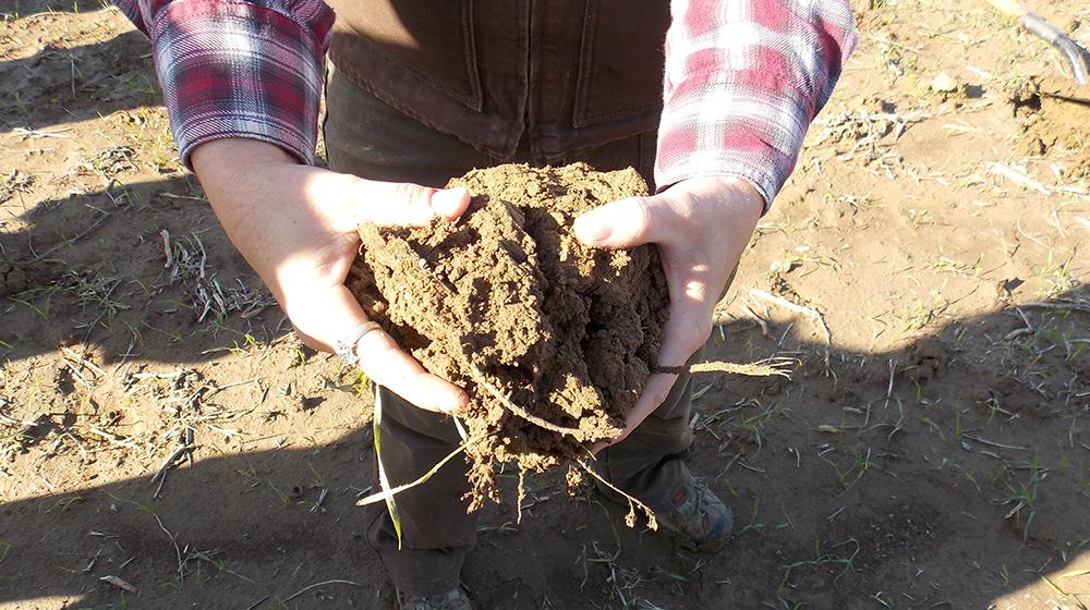 Close up of large clump of soil being held with two hands.