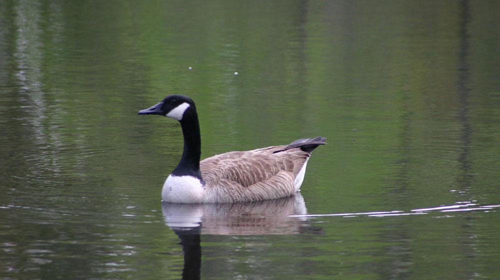 A Canadian Goose swims in a body of water.
