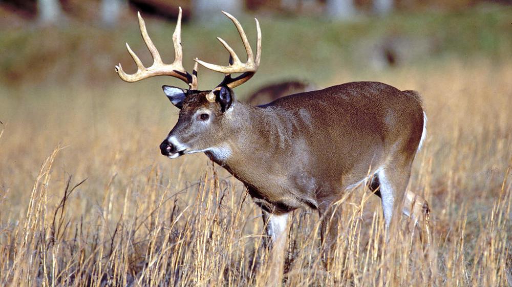 White-Tailed Deer | Mississippi State University Extension Service