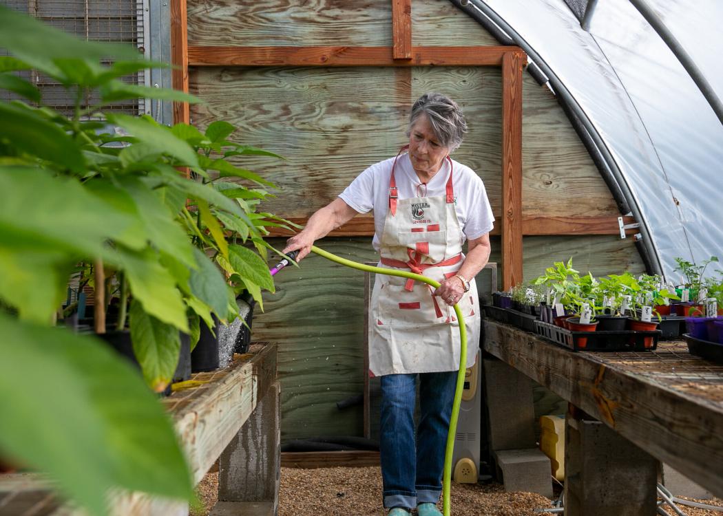 Woman in a greenhouse watering plants.