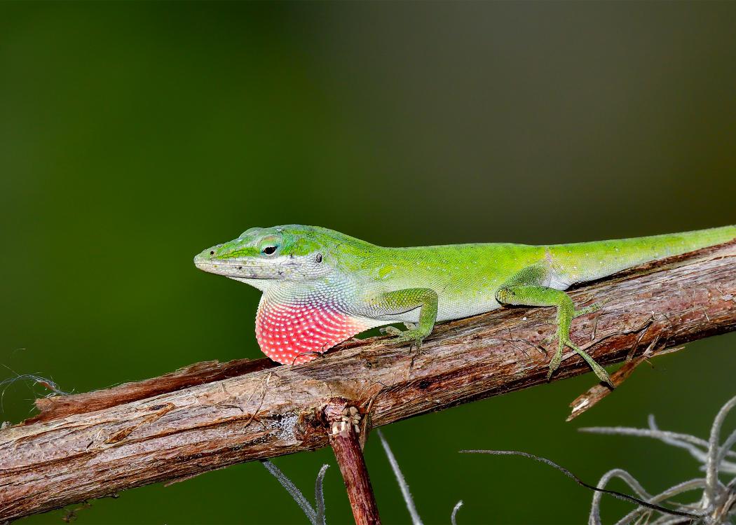 green Carolina anole