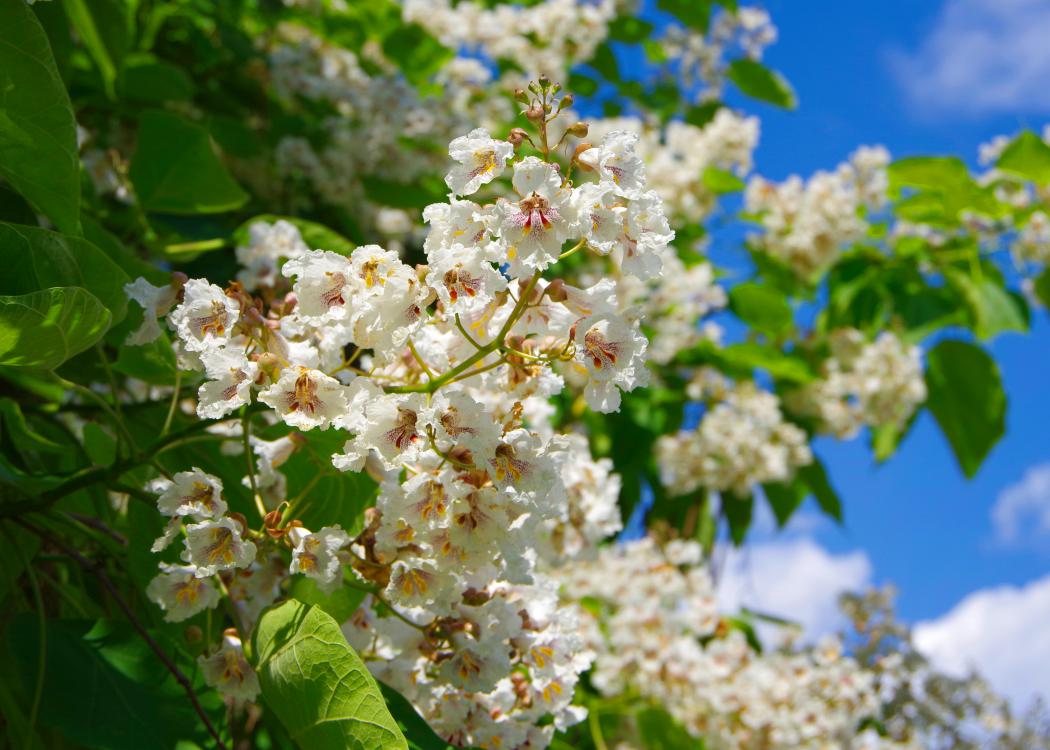 White flowers blooming on a tree.