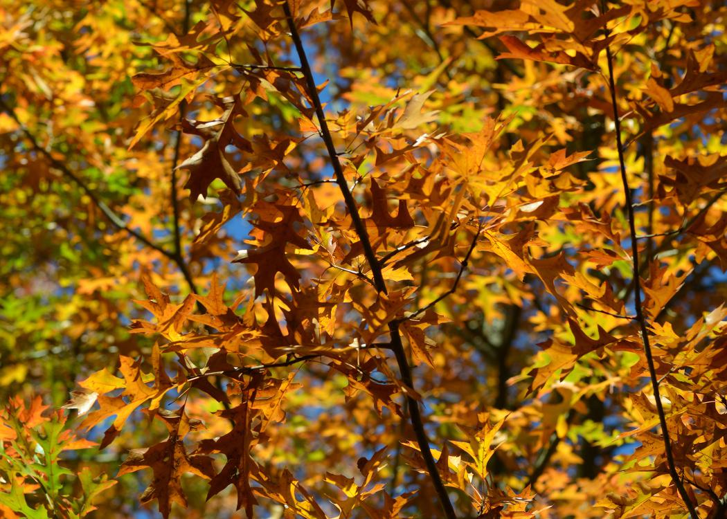 Pin Oak leaves on branches