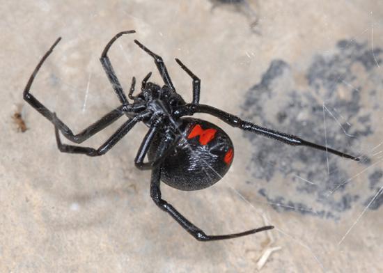 Black Widow spider