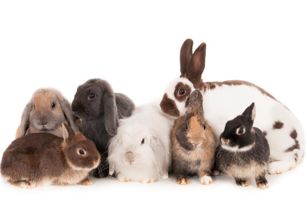 A group of seven rabbits from different breeds.