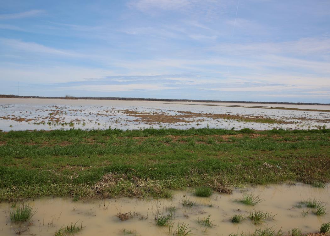 Flooded row crop field