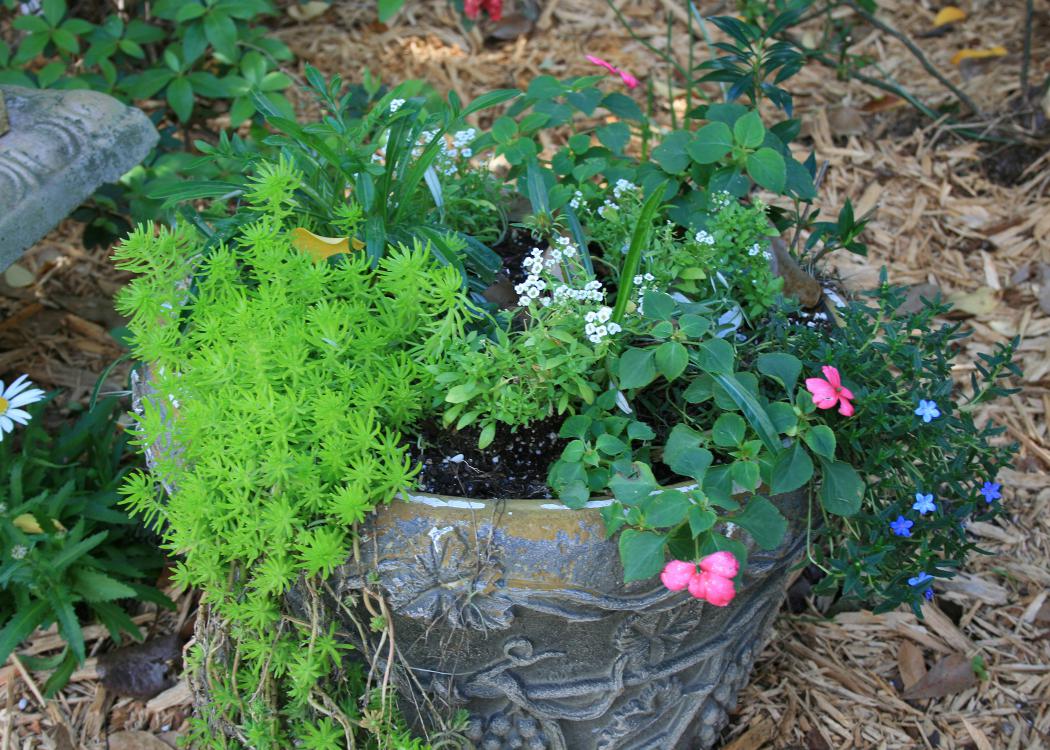 Small white, blue and pink flowers bloom from a container.