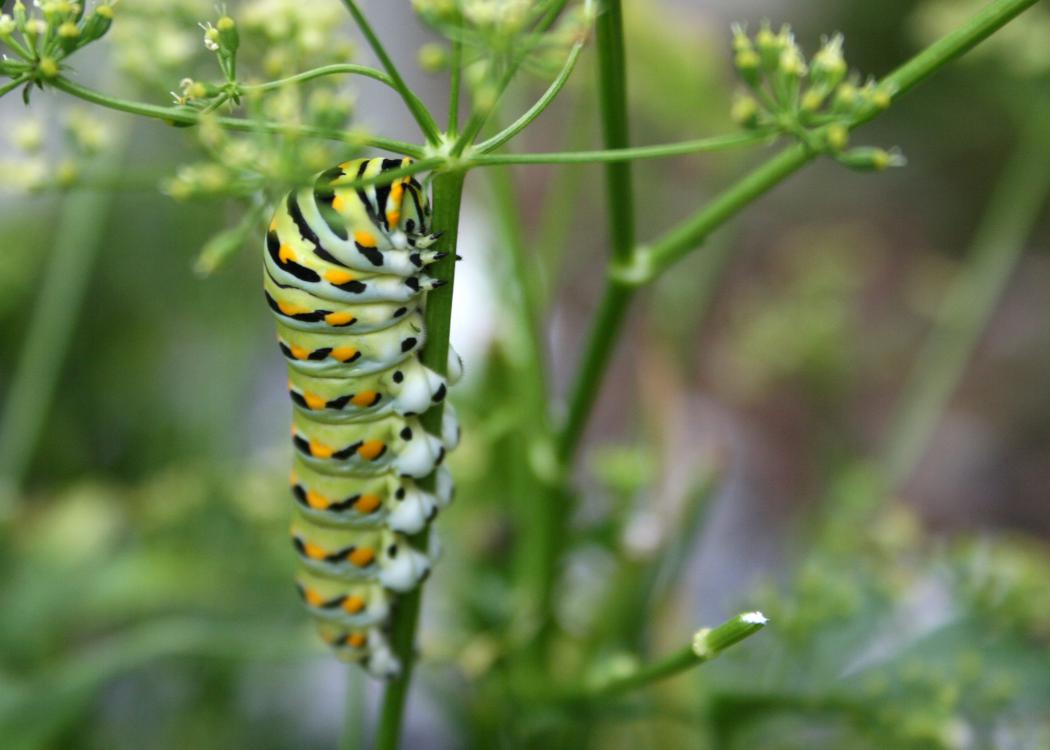 A large, green and white caterpillar has yellow spots.