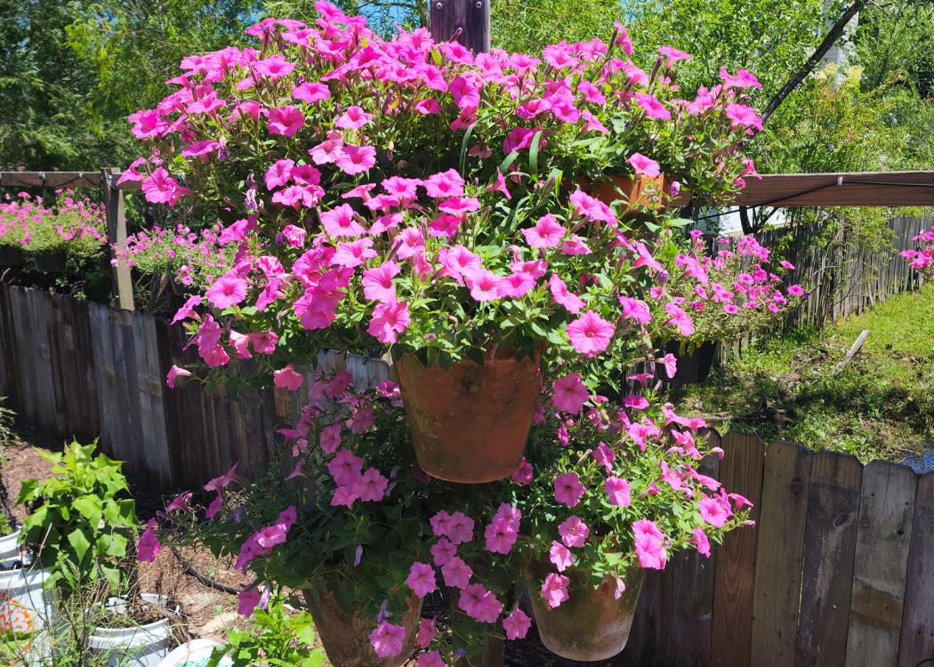 A hanging basket is covered with pink blooms.
