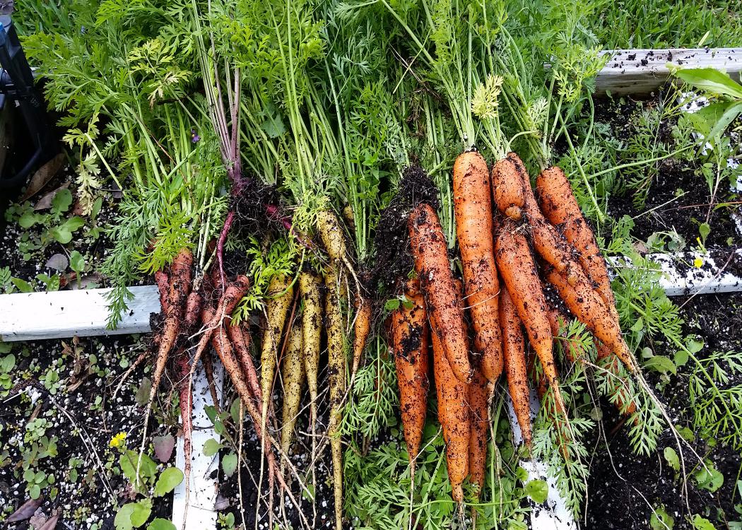 Dirt covers three colors of freshly picked carrots.