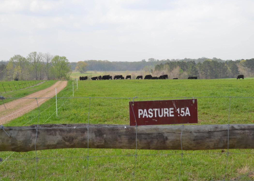 Distant cows graze in a fenced pasture.