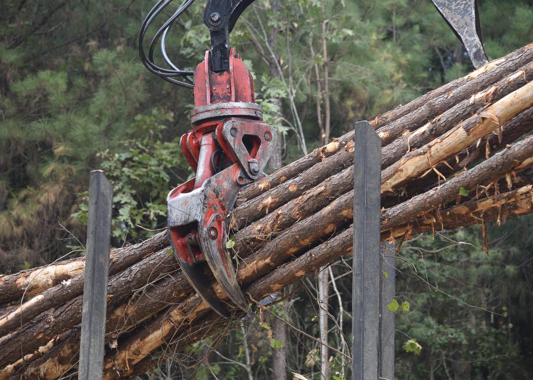 Felled trees are grasped by logging equipment in mid-air.