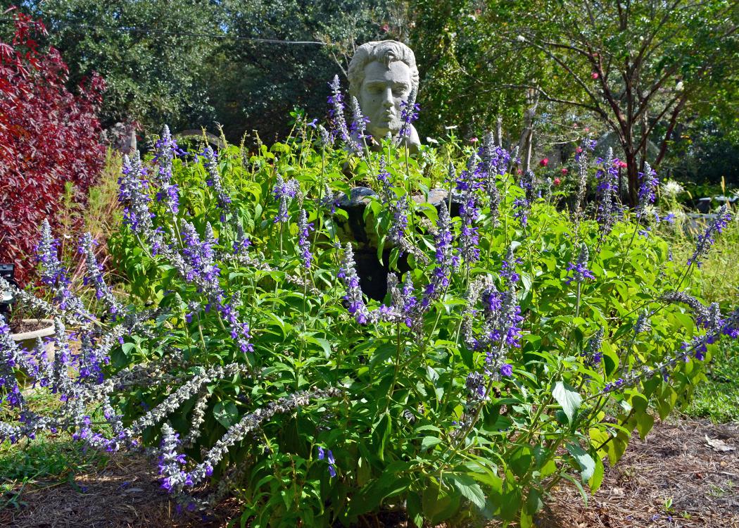 A garden bust is surrounded by a bush covered with purple flowers.