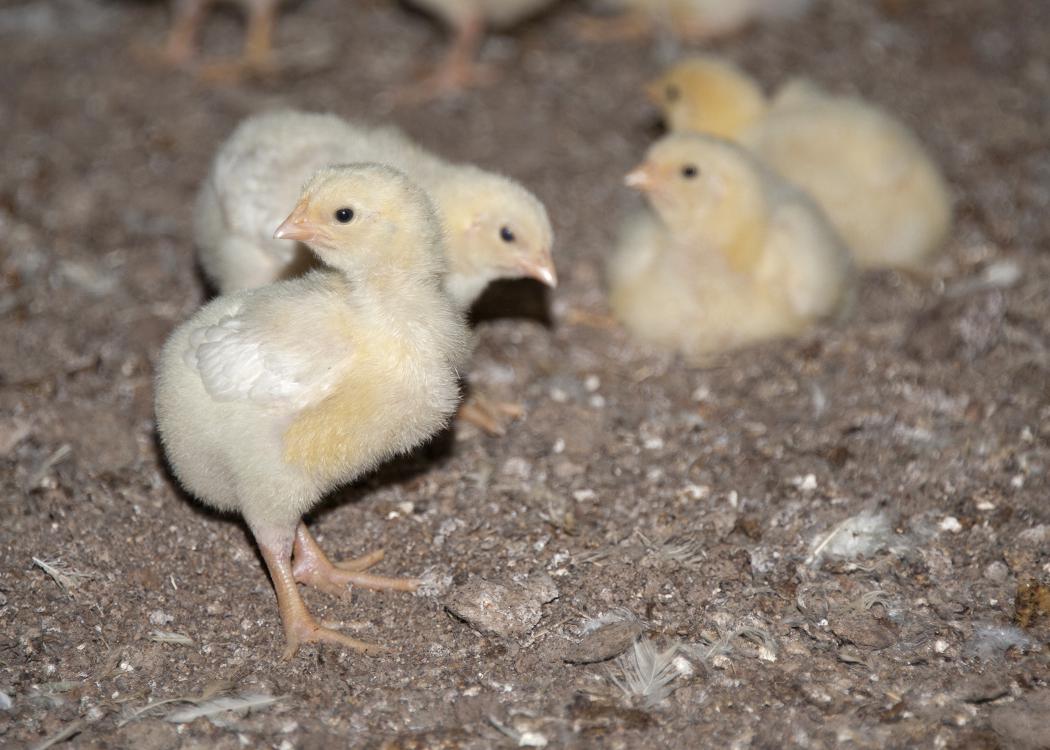 Four chicks are pictured together.