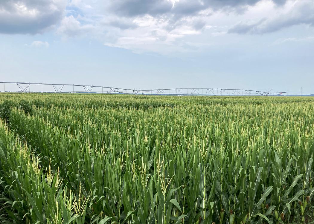 An irrigation structure rises over a corn field.
