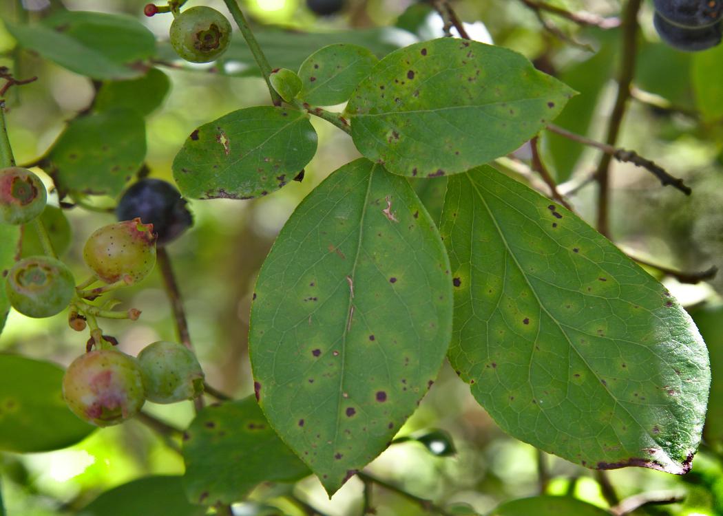Green leaves are scattered with black spots.