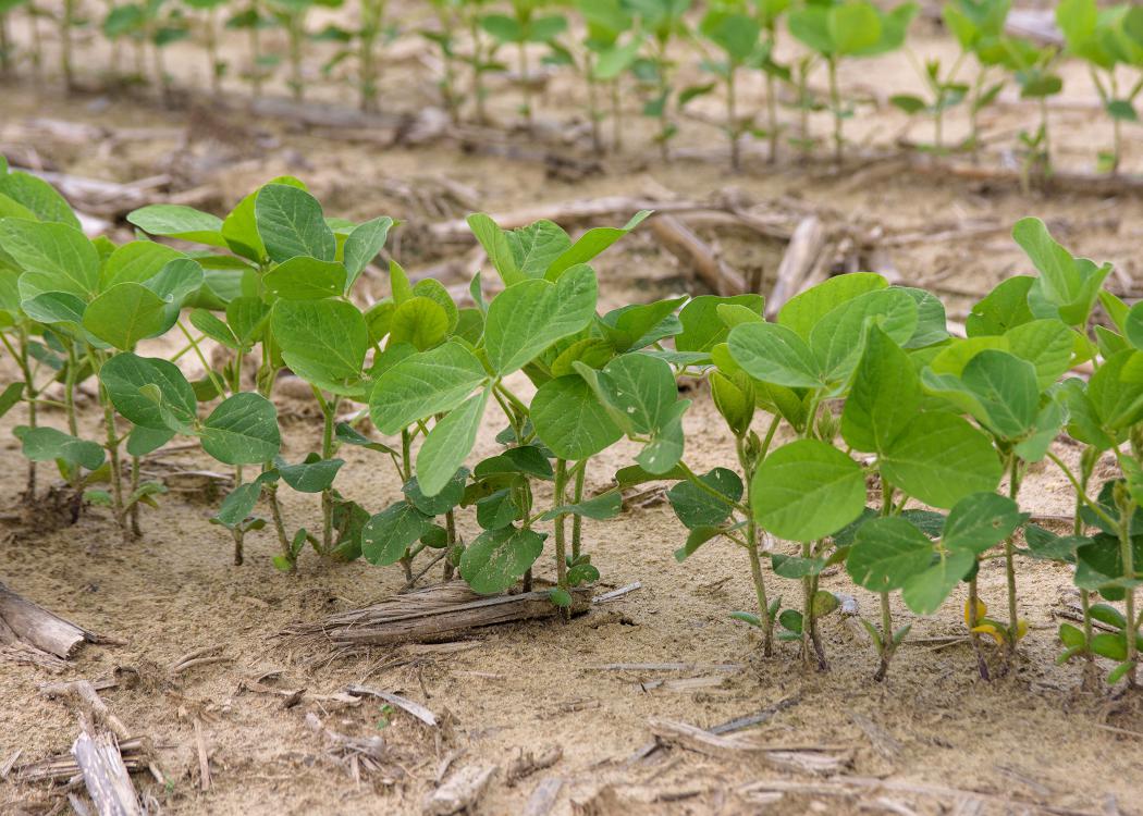 Small soybean plants grow in a crowded row.