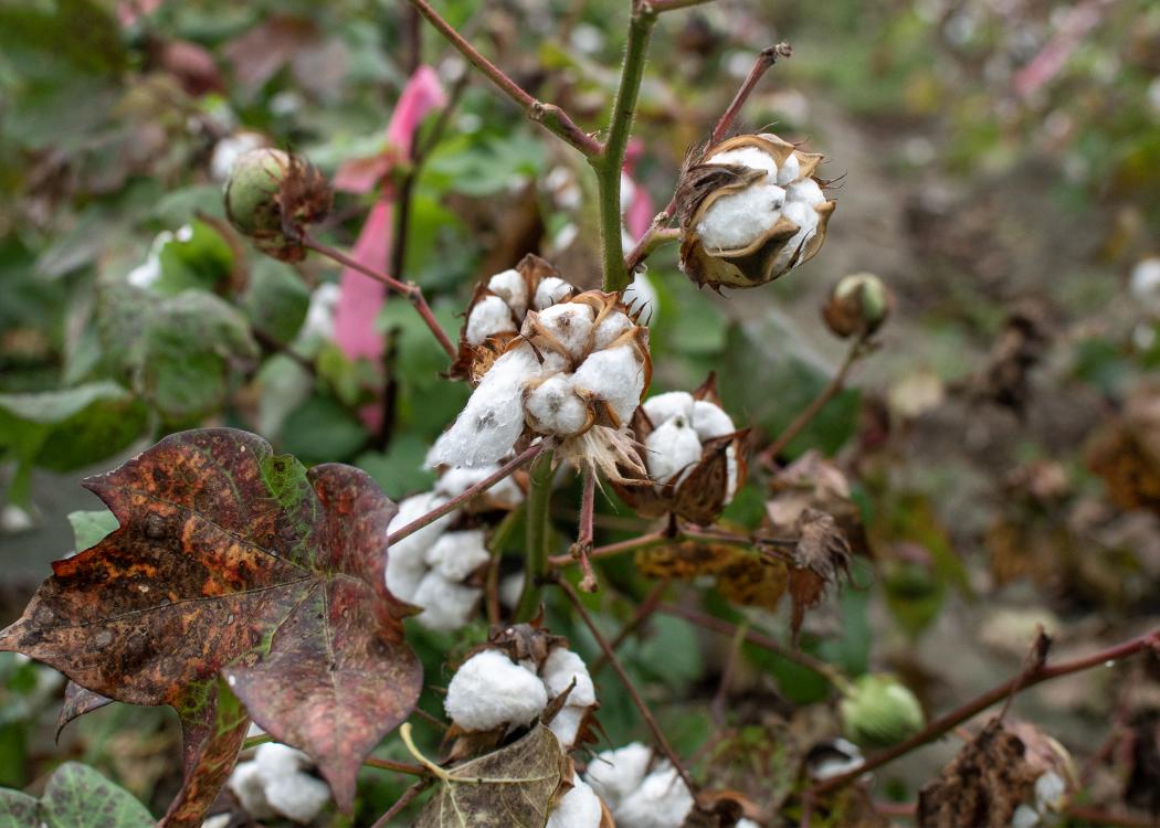 Wet cotton plant with open bolls.