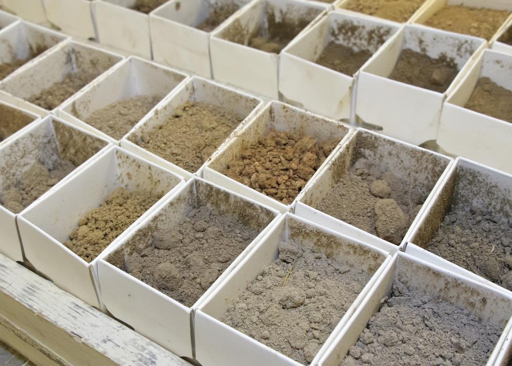 Boxes of soil are arranged in rows.
