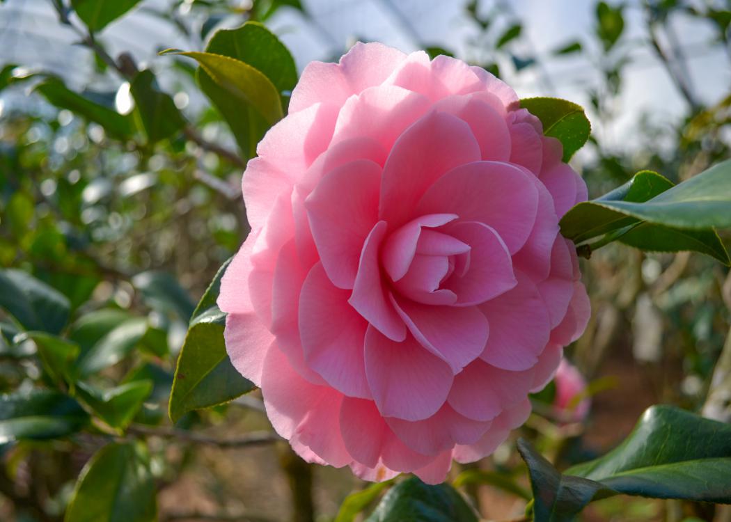 A large, pink bloom resembles an open rose.