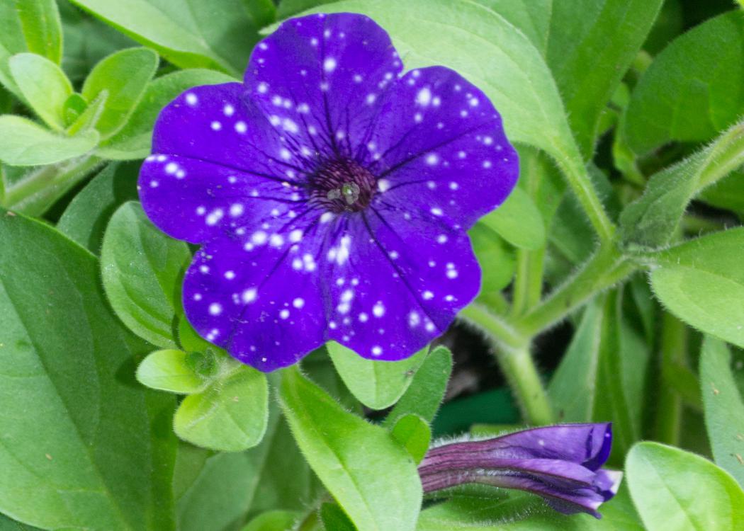 Blue flowers with white spots bloom above green foliage.