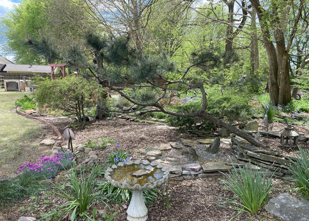 A black pine tree grows at an angle in a garden with a birdbath and purple blooms.