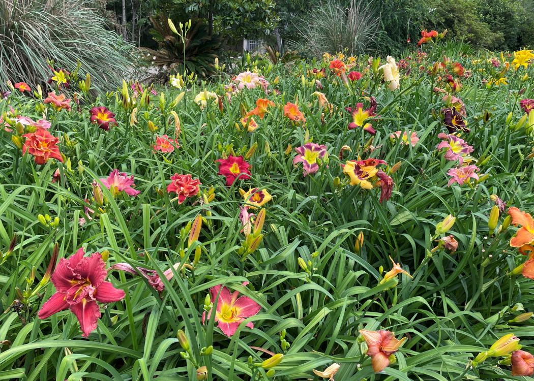 Dozens of colorful blooms rise above grassy foliage.