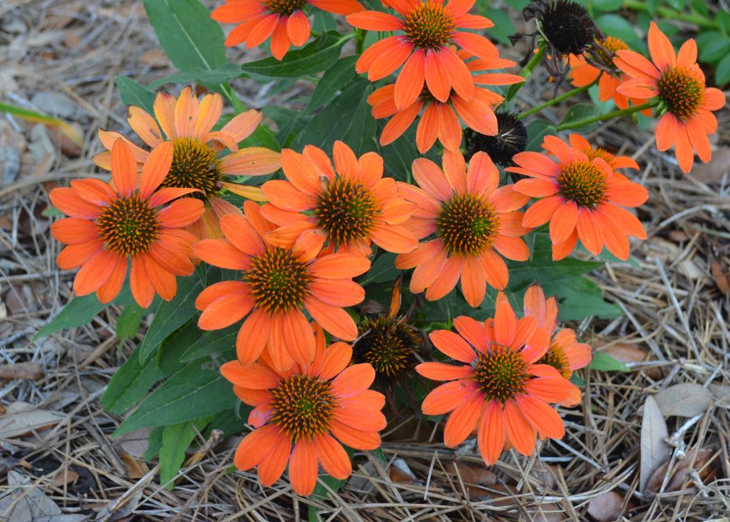 Orange flowers with dark centers bloom on a small plant.