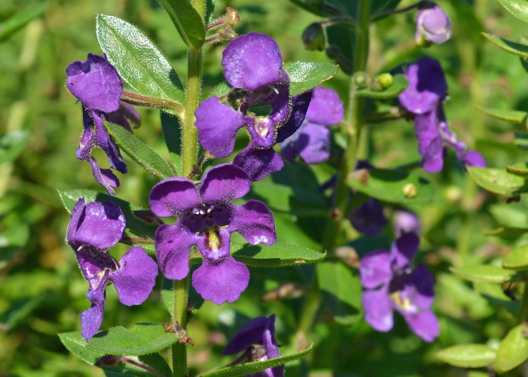 Bluish-purple flowers bloom on a stalk.