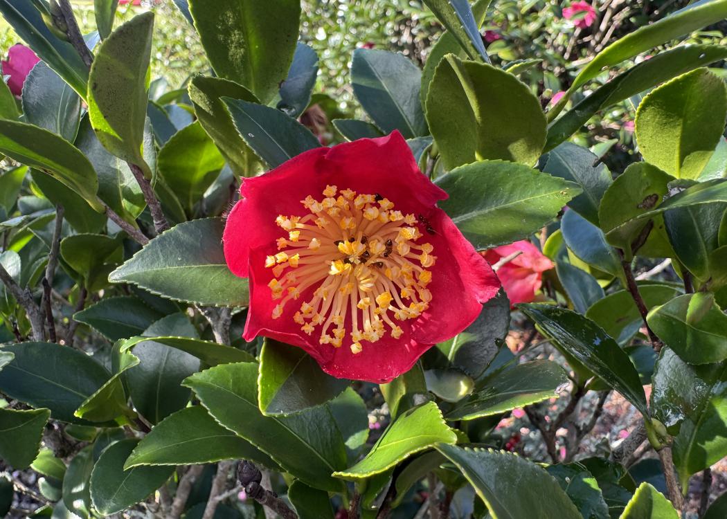 A red flower has a bright yellow center.